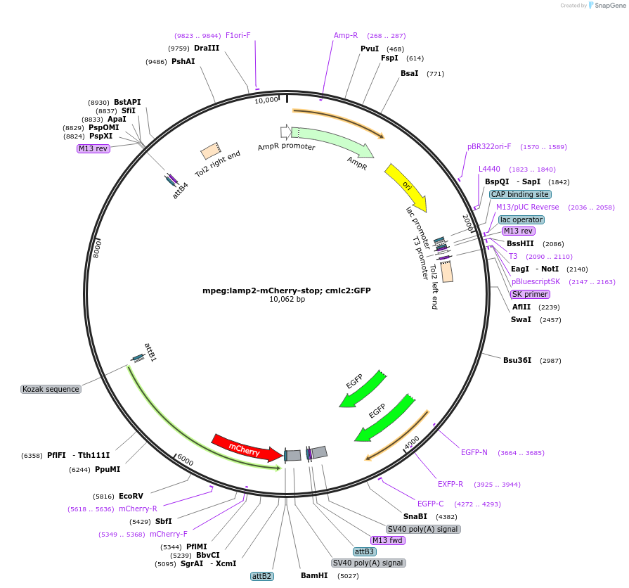 213740-plasmid-map-sequence-id-423594