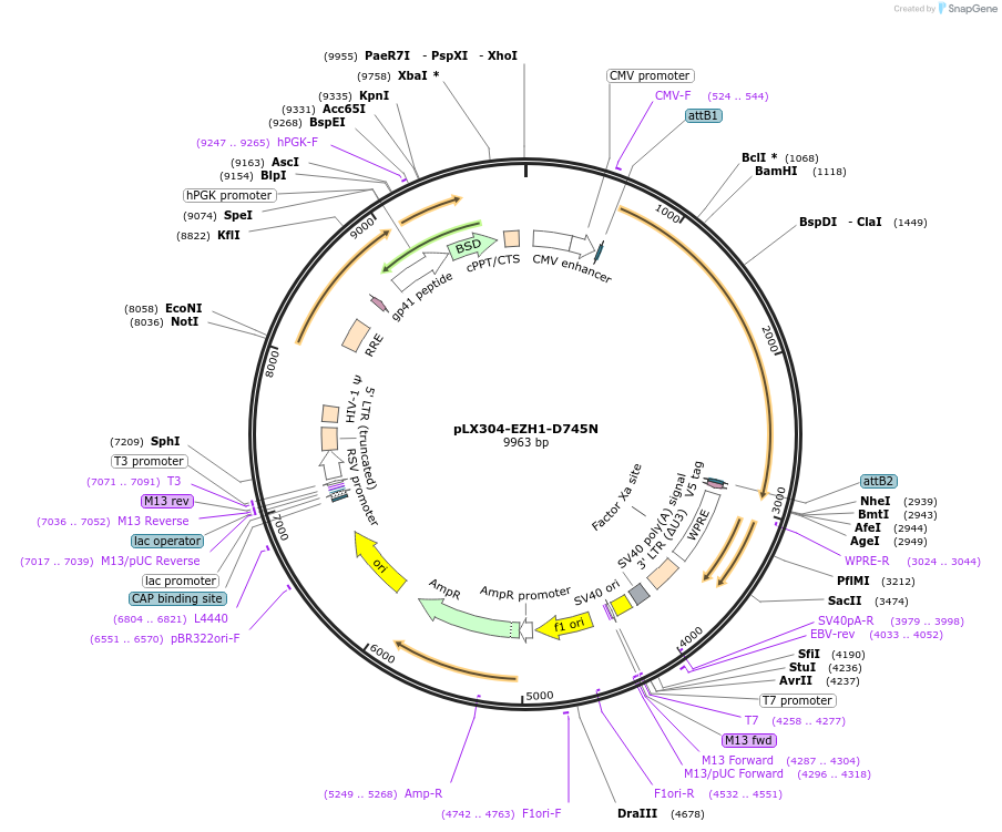 203585-plasmid-map-sequence-id-423596