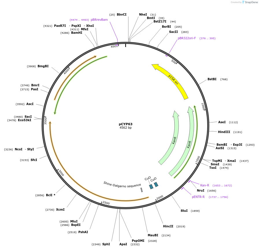 212896-plasmid-map-sequence-id-423600