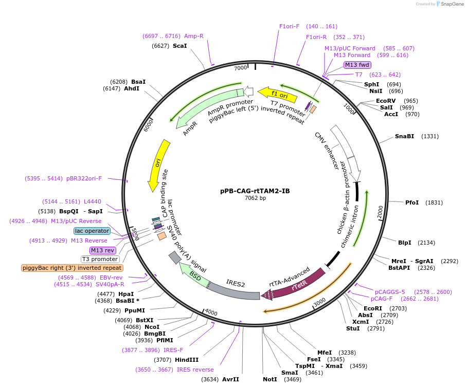 214117-plasmid-map-sequence-id-423608