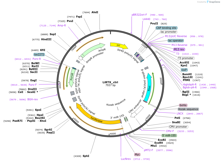 214077-plasmid-map-sequence-id-423614