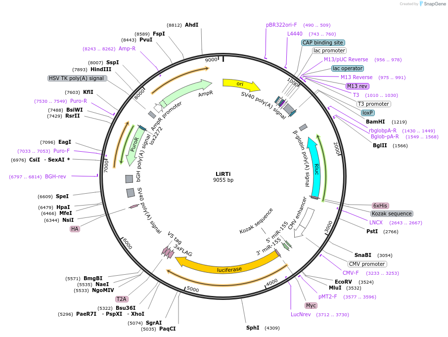 214076-plasmid-map-sequence-id-423618