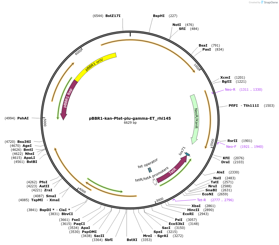 180427-plasmid-map-sequence-id-423632