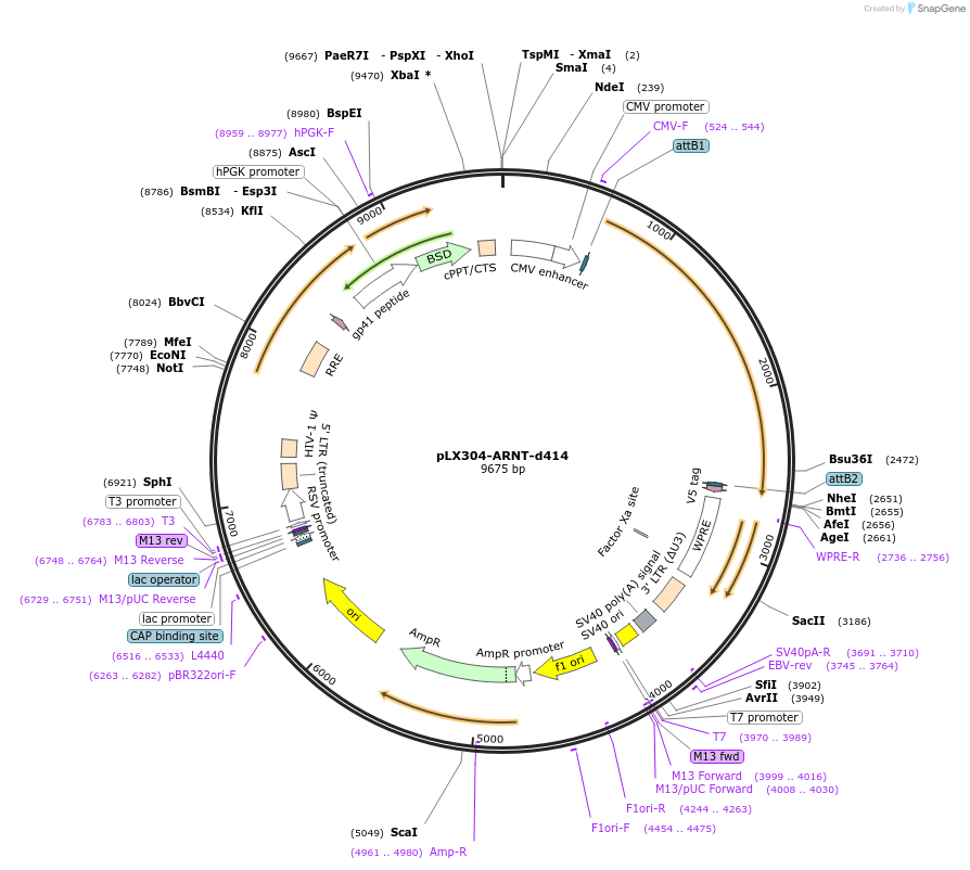 203579-plasmid-map-sequence-id-423633