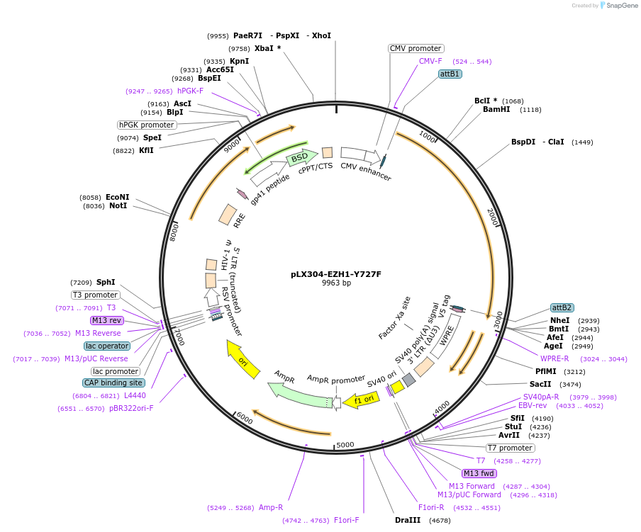 203582-plasmid-map-sequence-id-423636