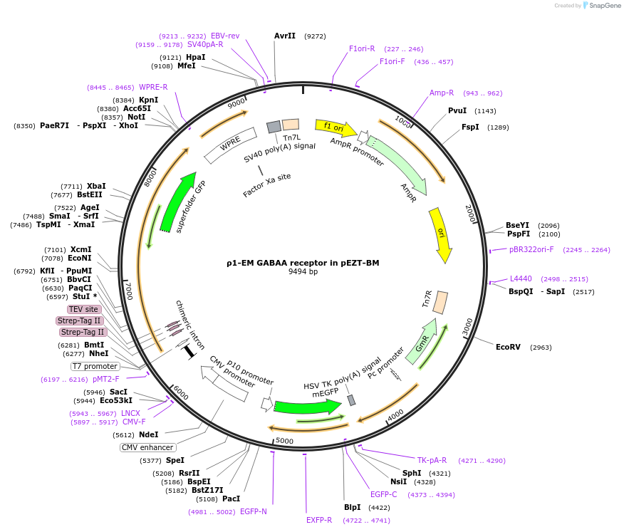 213072-plasmid-map-sequence-id-423917