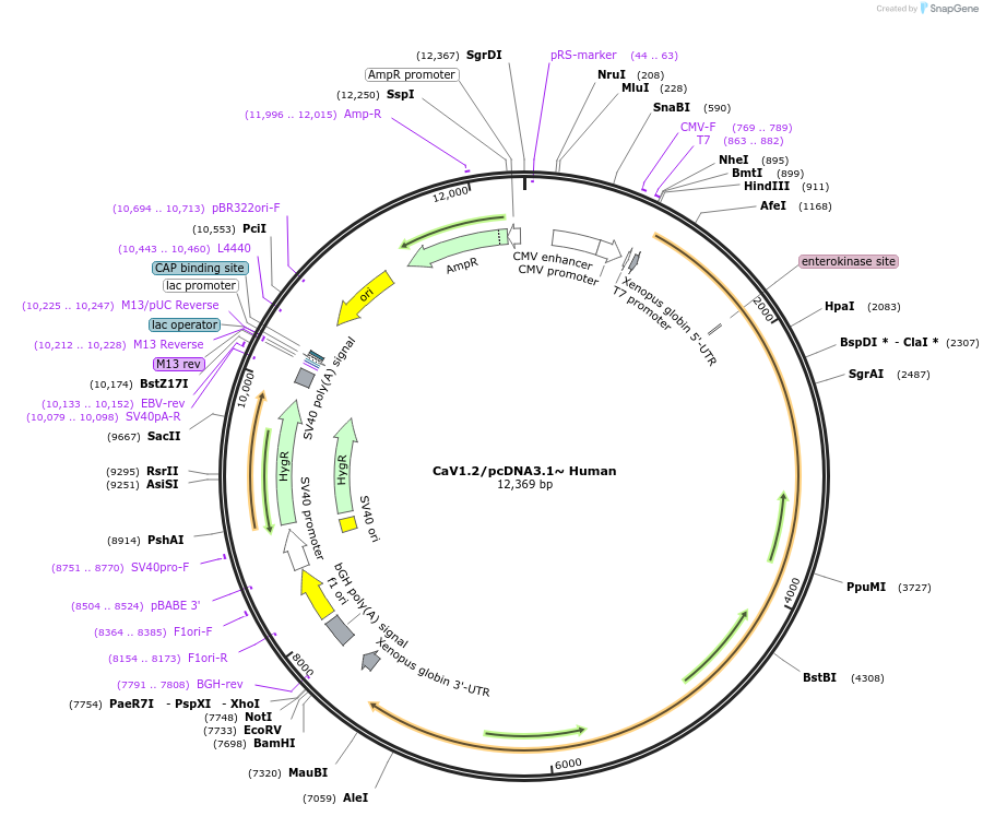 140576-plasmid-map-sequence-id-423918