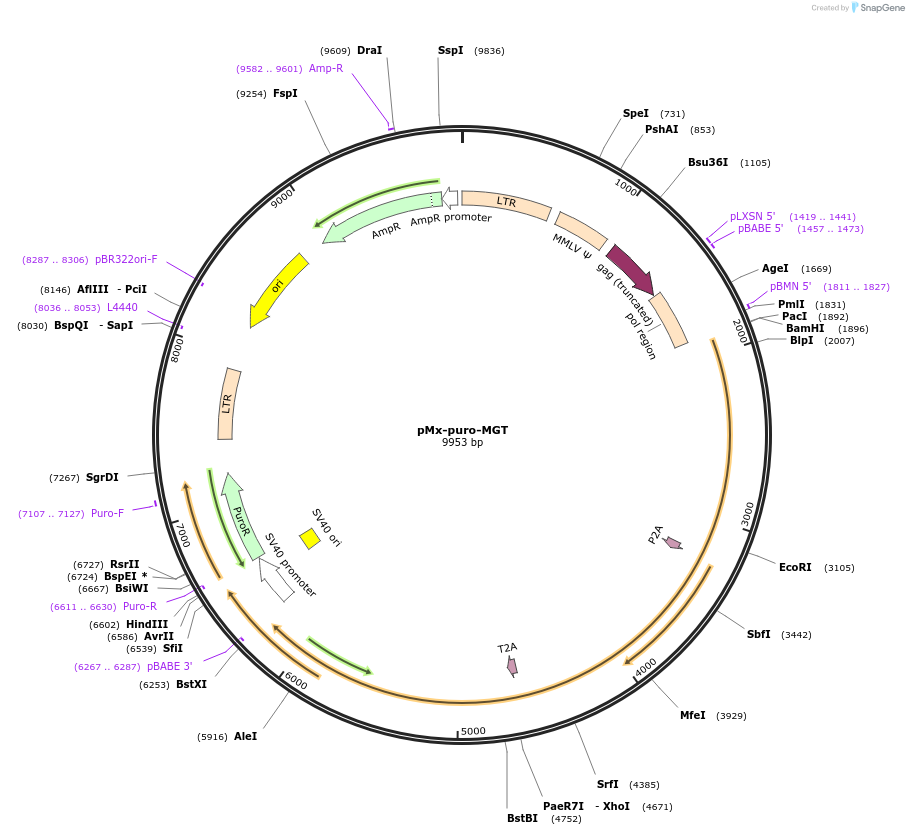 111809-plasmid-map-sequence-id-423939