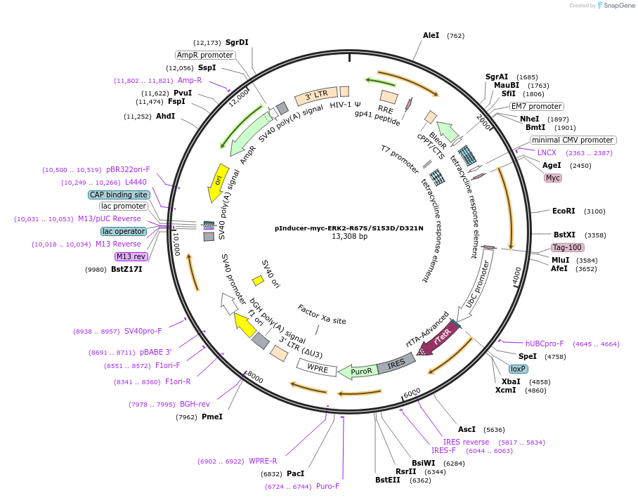 213598-plasmid-map-sequence-id-423946