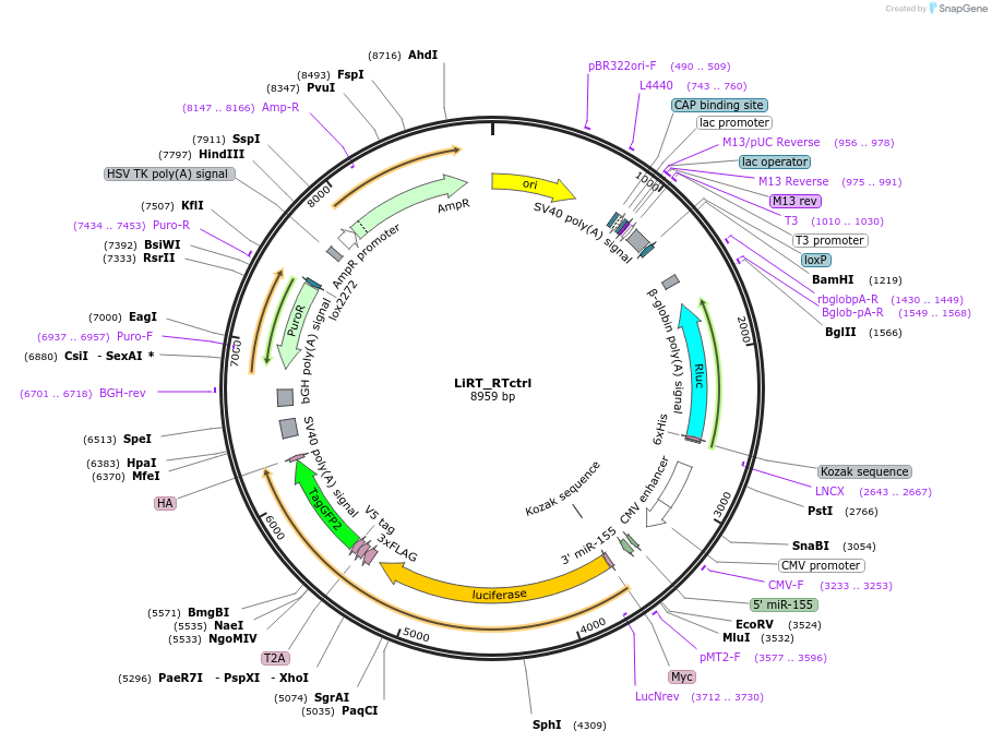 214078-plasmid-map-sequence-id-423949