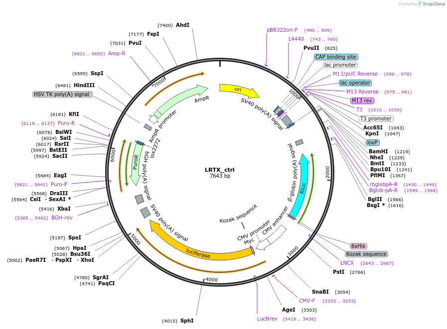 214073-plasmid-map-sequence-id-423950