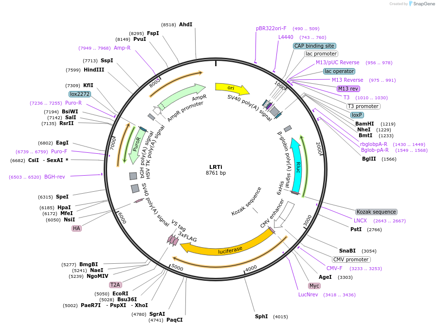 214072-plasmid-map-sequence-id-423952