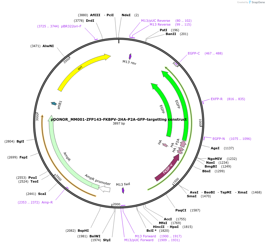 212705-plasmid-map-sequence-id-423954