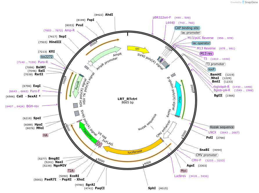 214074-plasmid-map-sequence-id-423956