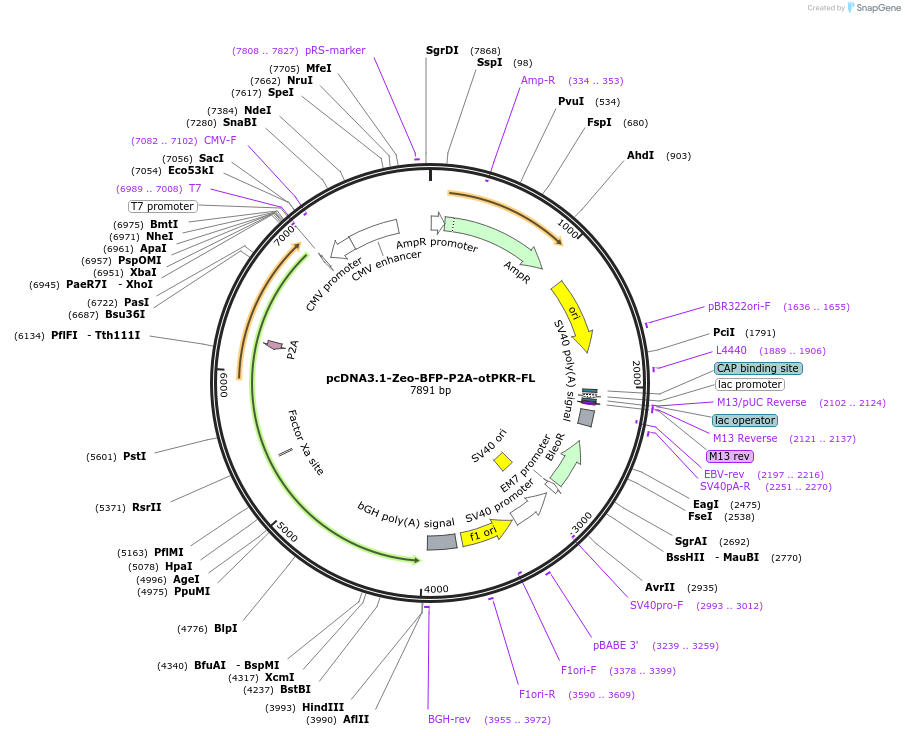 214364-plasmid-map-sequence-id-423960