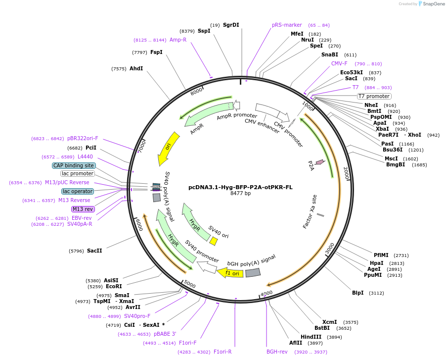 214360-plasmid-map-sequence-id-423961