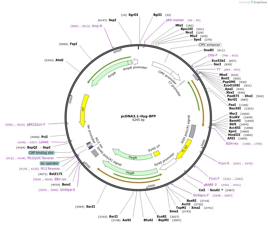 214363-plasmid-map-sequence-id-423962