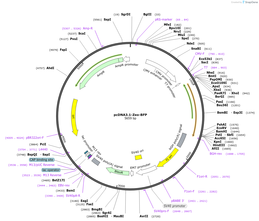 214367-plasmid-map-sequence-id-423964