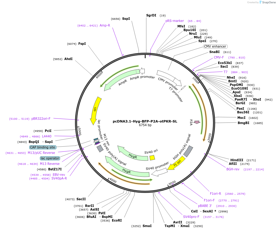 214362-plasmid-map-sequence-id-423966