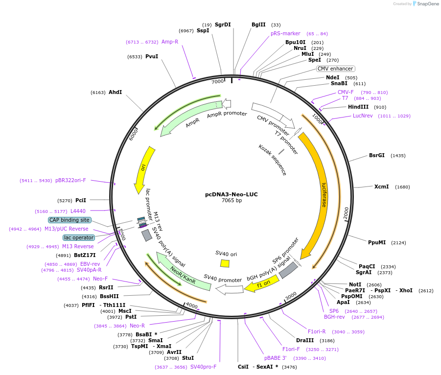 214368-plasmid-map-sequence-id-423971
