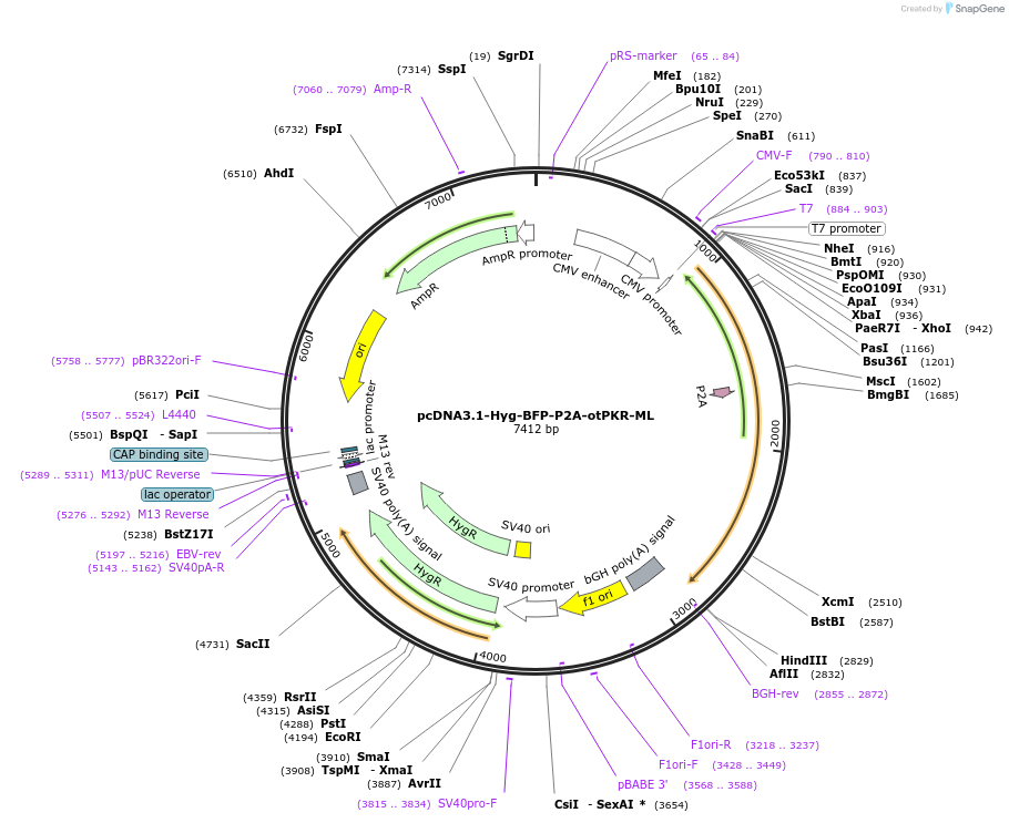 214361-plasmid-map-sequence-id-423972