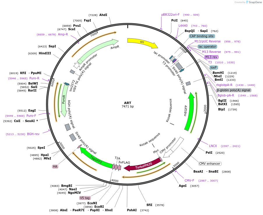 214063-plasmid-map-sequence-id-423982