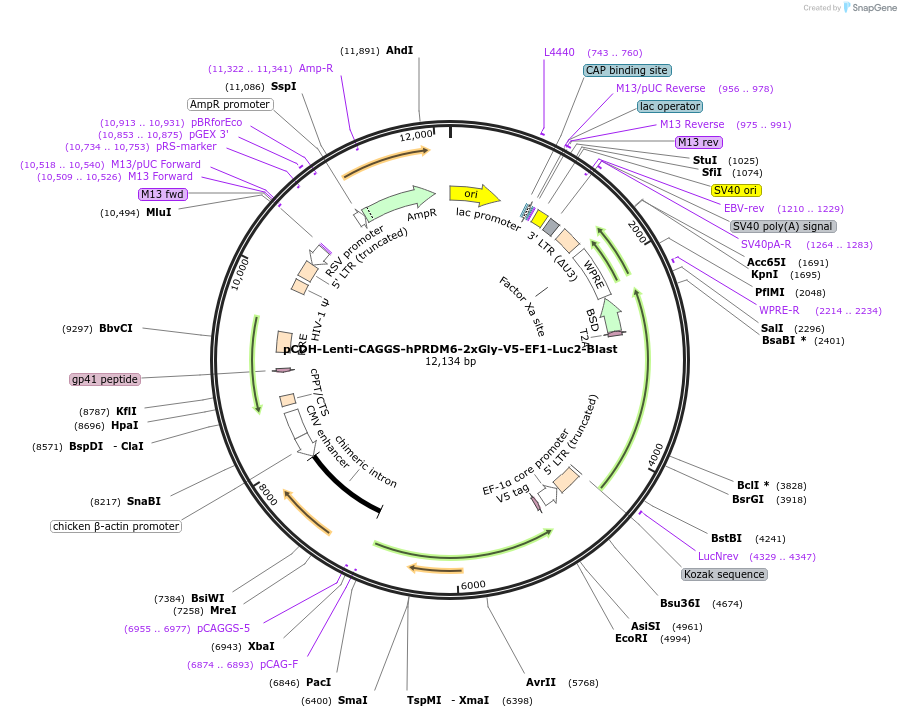 213826-plasmid-map-sequence-id-424049