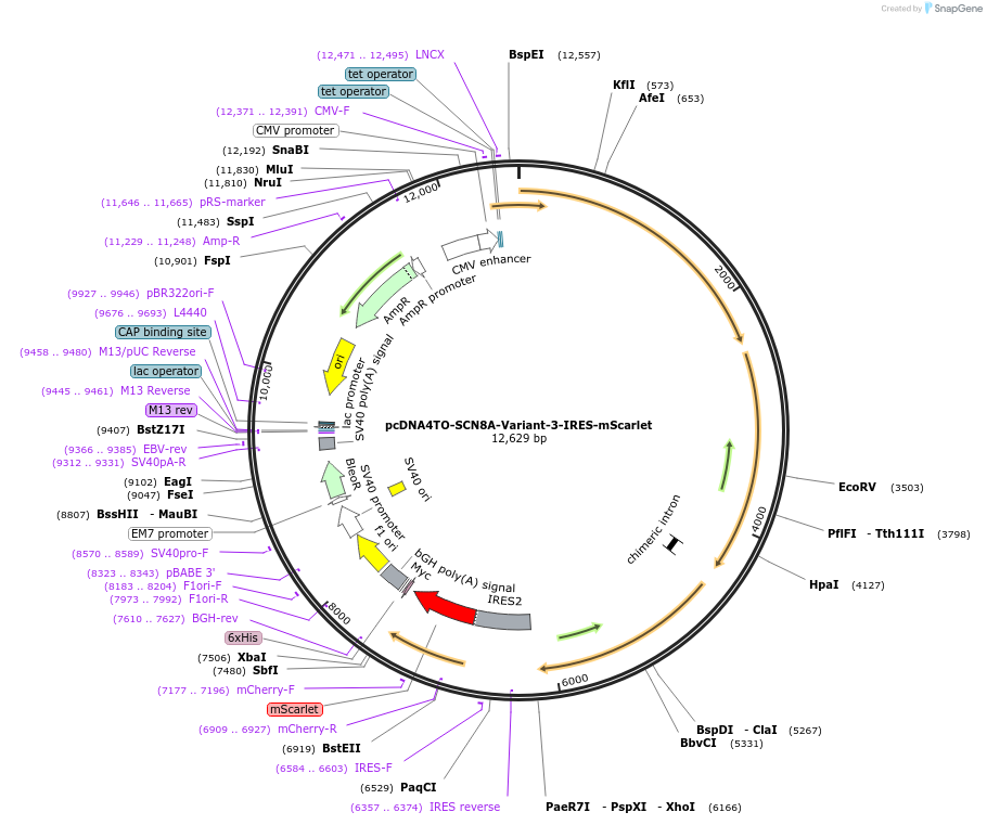 209411-plasmid-map-sequence-id-424051