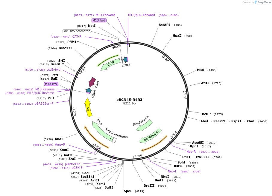 34920-plasmid-map-sequence-id-42406
