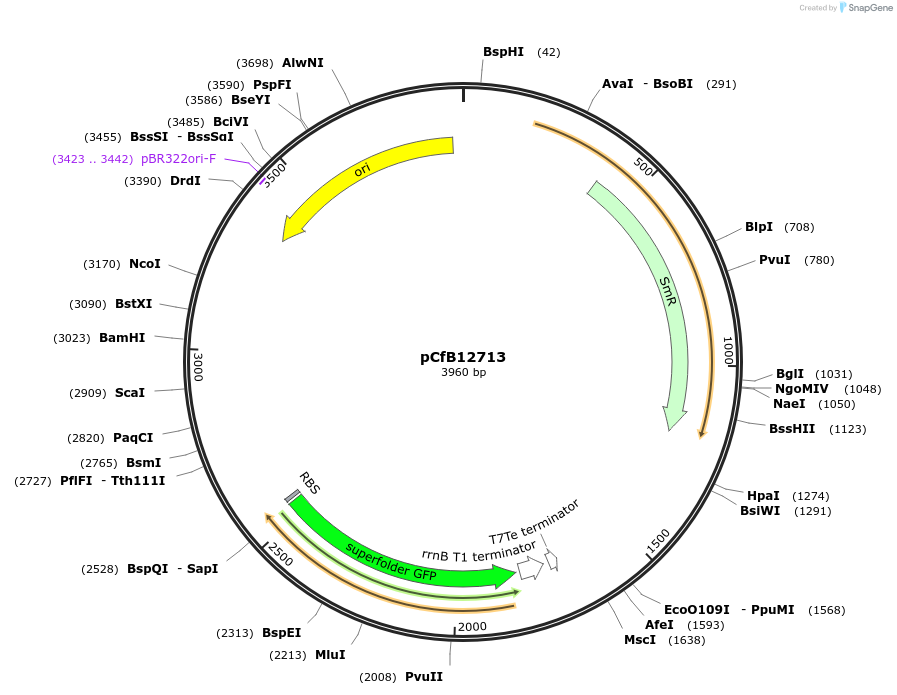 212684-plasmid-map-sequence-id-424071