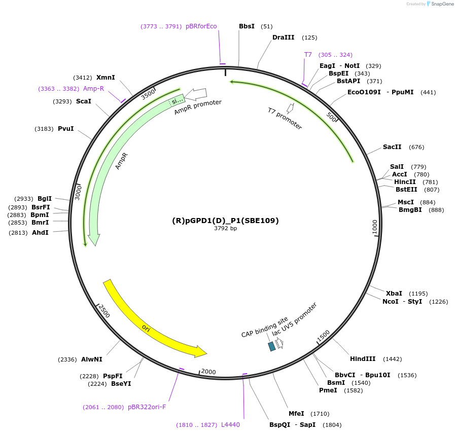 194993-plasmid-map-sequence-id-424076