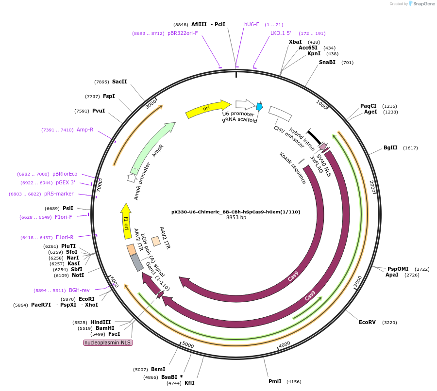 71707-plasmid-map-sequence-id-424083