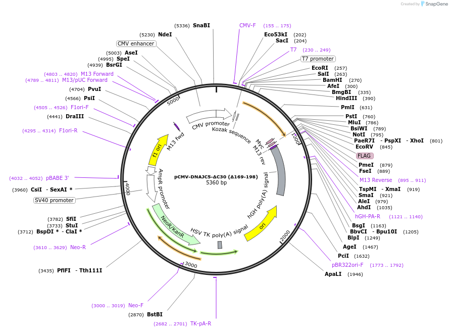 205722-plasmid-map-sequence-id-424086