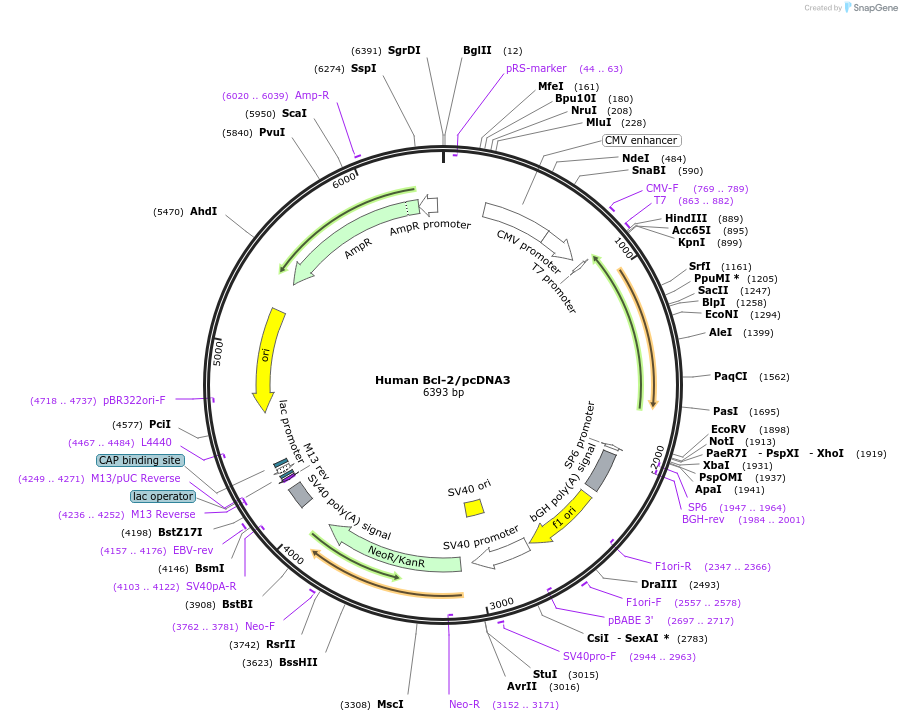 19279-plasmid-map-sequence-id-424132