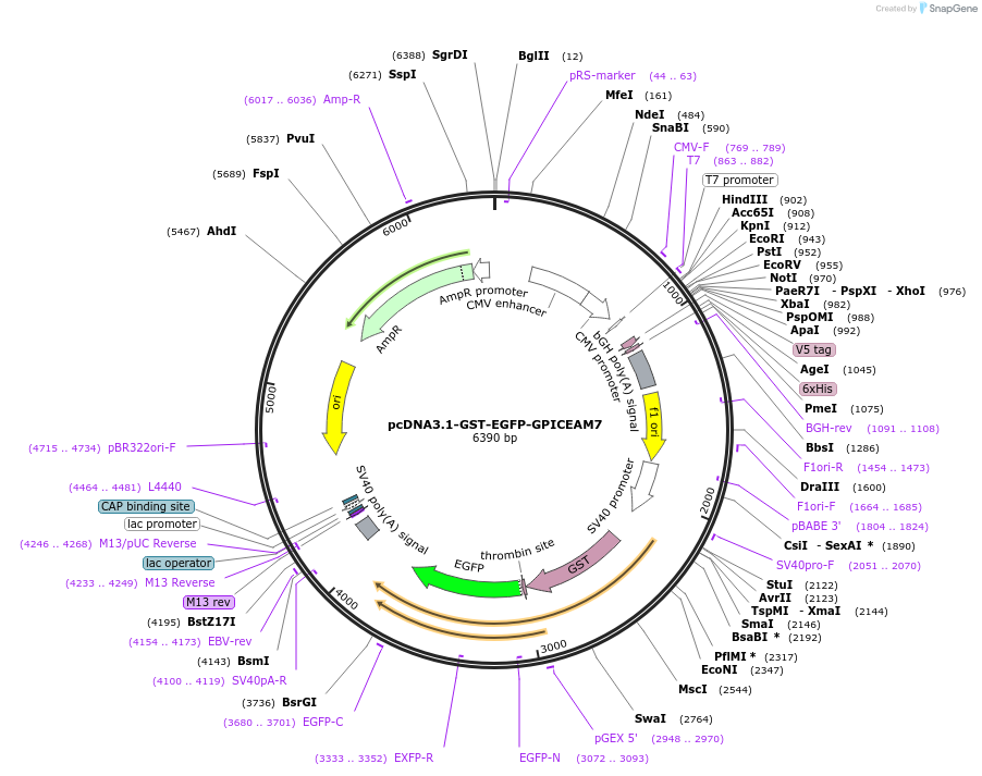 213723-plasmid-map-sequence-id-424182