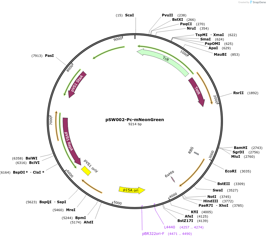205016-plasmid-map-sequence-id-424184