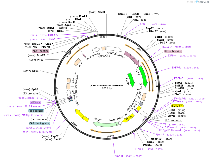 213717-plasmid-map-sequence-id-424203