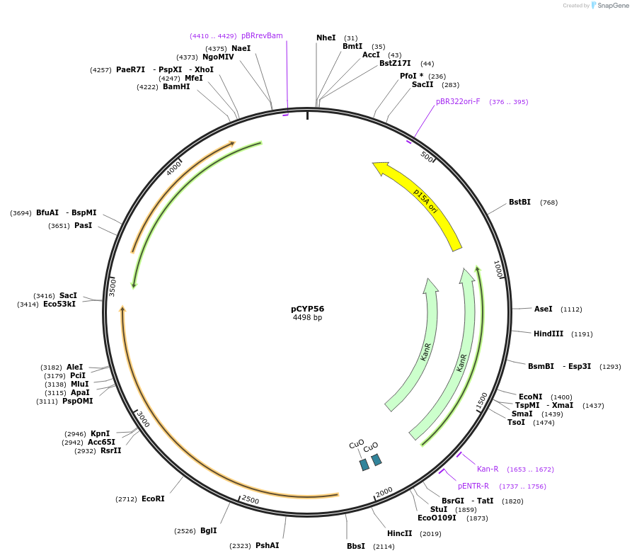 212889-plasmid-map-sequence-id-424233
