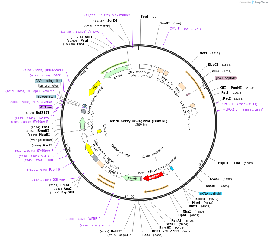 214128-plasmid-map-sequence-id-424241