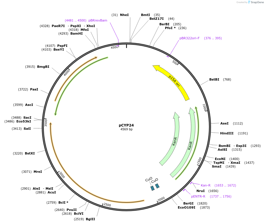 212857-plasmid-map-sequence-id-424242