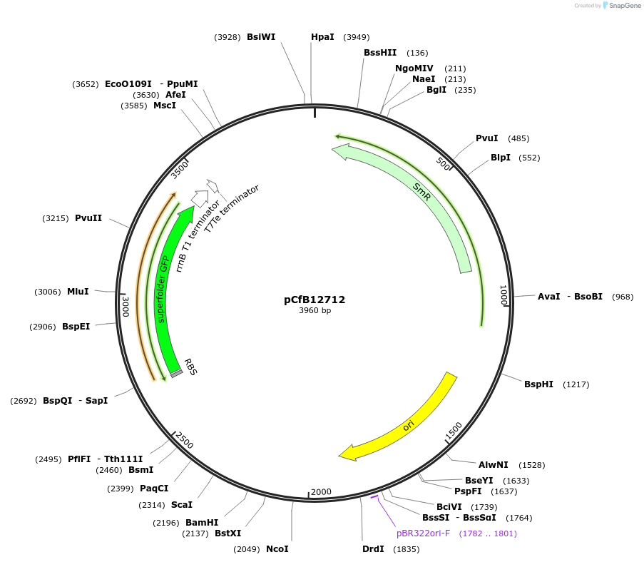 212683-plasmid-map-sequence-id-424243