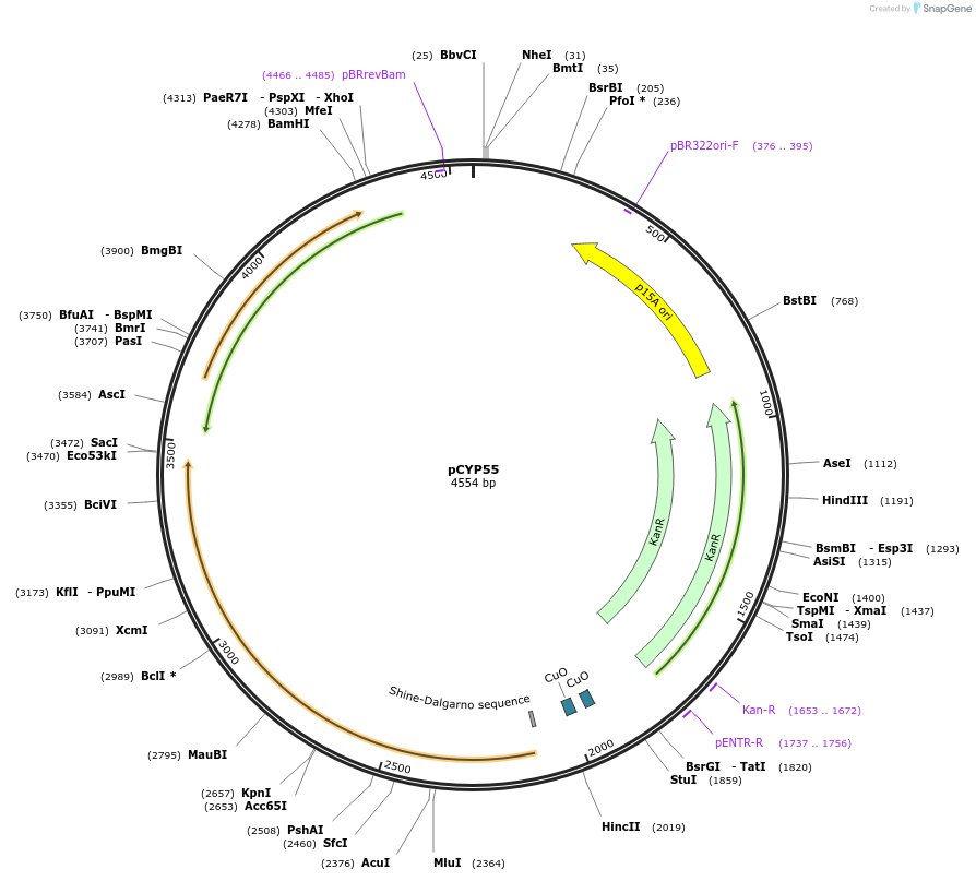 212888-plasmid-map-sequence-id-424244