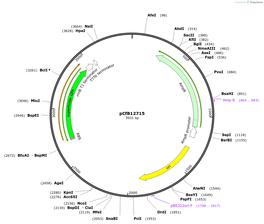 212689-plasmid-map-sequence-id-424246