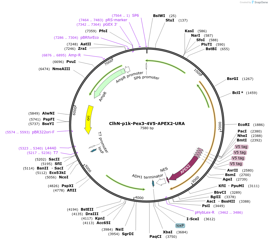 207057-plasmid-map-sequence-id-424257