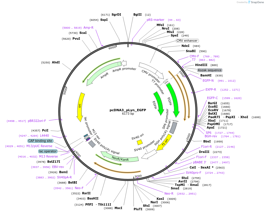 214605-plasmid-map-sequence-id-424258