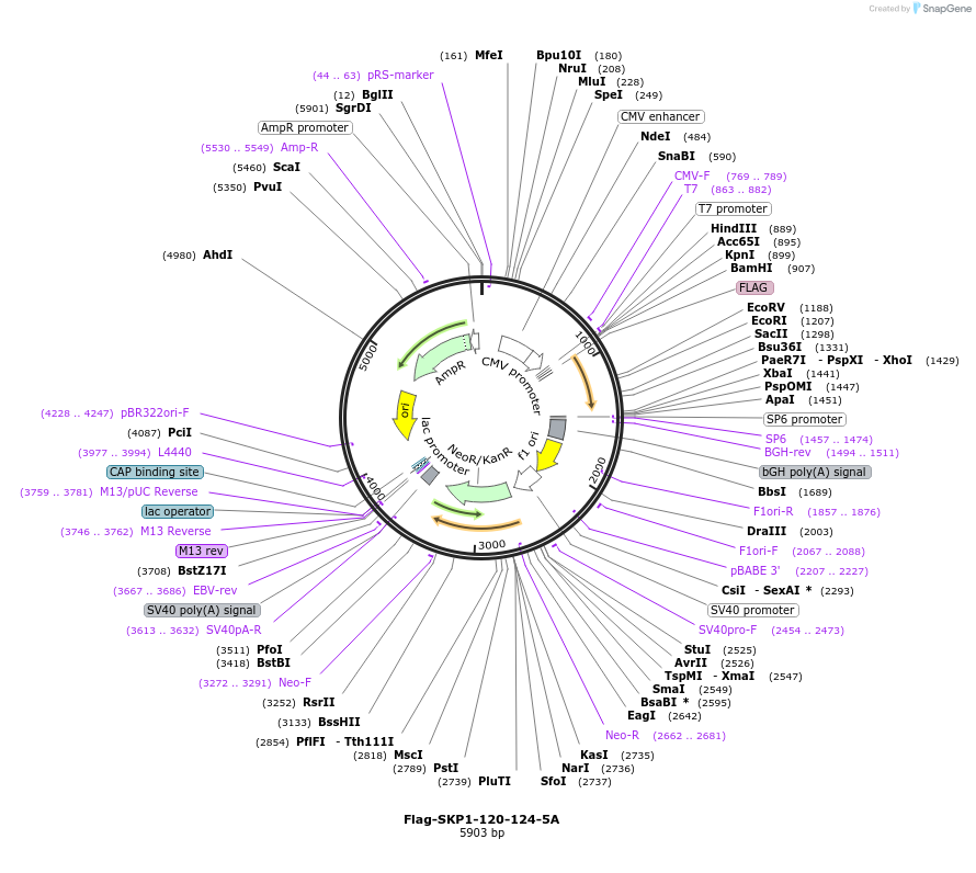 213644-plasmid-map-sequence-id-424288