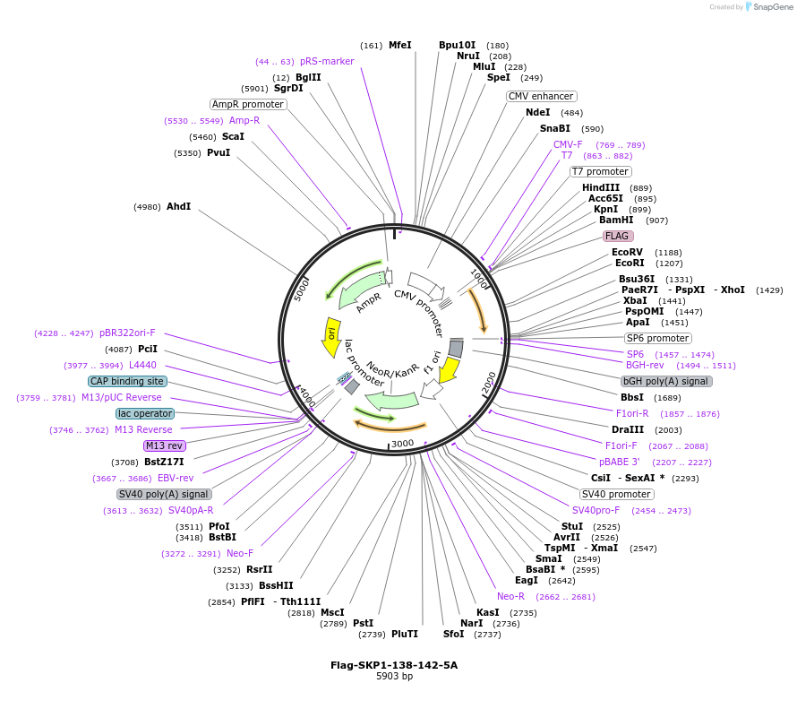 213645-plasmid-map-sequence-id-424289