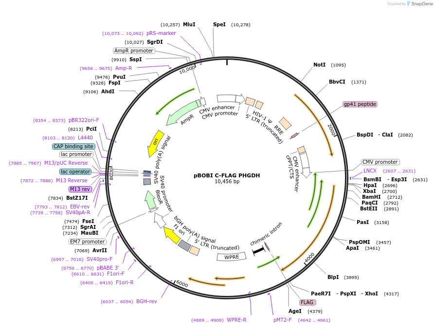 212995-plasmid-map-sequence-id-424317