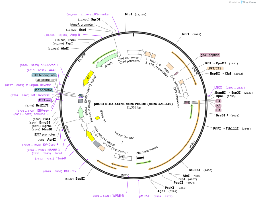 213005-plasmid-map-sequence-id-424321