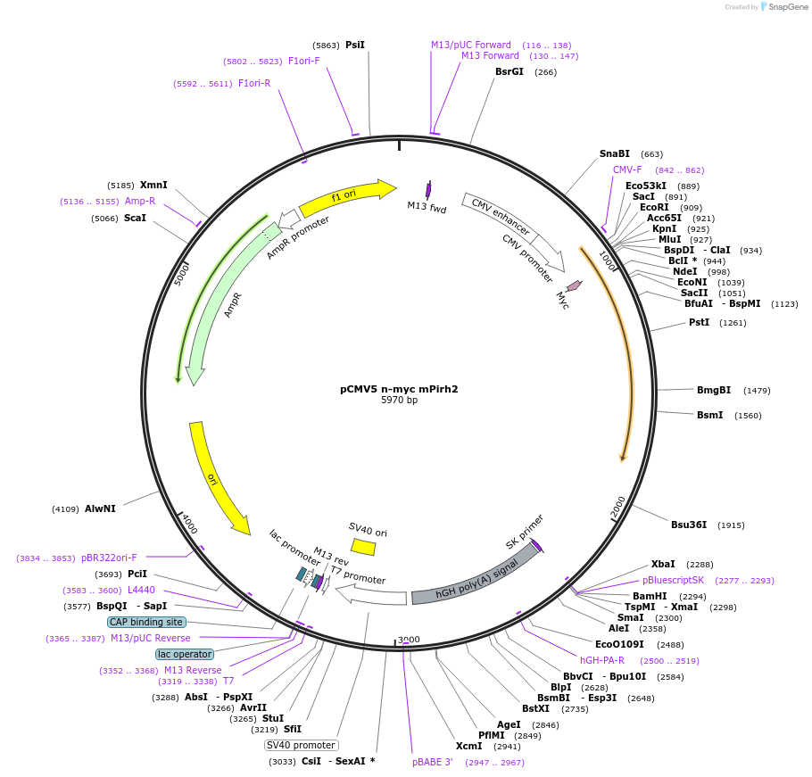 212994-plasmid-map-sequence-id-424327